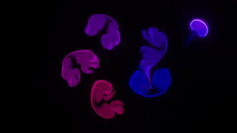 Claude Opus 5.5, Claude Code: GPU fluid sim
