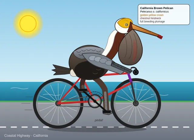 Muse Spark 1.3, Cline CLI: California brown pelican riding a bicycle (detailed spec)