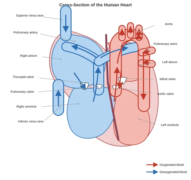 LongCat 2.5 Preview, OpenCode: Human heart anatomy (agent version)